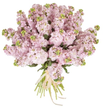 Букет из 31 нежно-розовой маттиолы