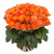 Букет из 55 оранжевых роз Букет из 55 оранжевых роз