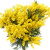 Букет из 9 веток мимозы Букет из 9 веток мимозы