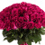 Букет из 55 малиновых роз Букет из 55 малиновых роз