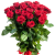 Букет из 25 красных роз Букет из 25 красных роз