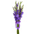 Букет из 9 сиреневых гладиолусов